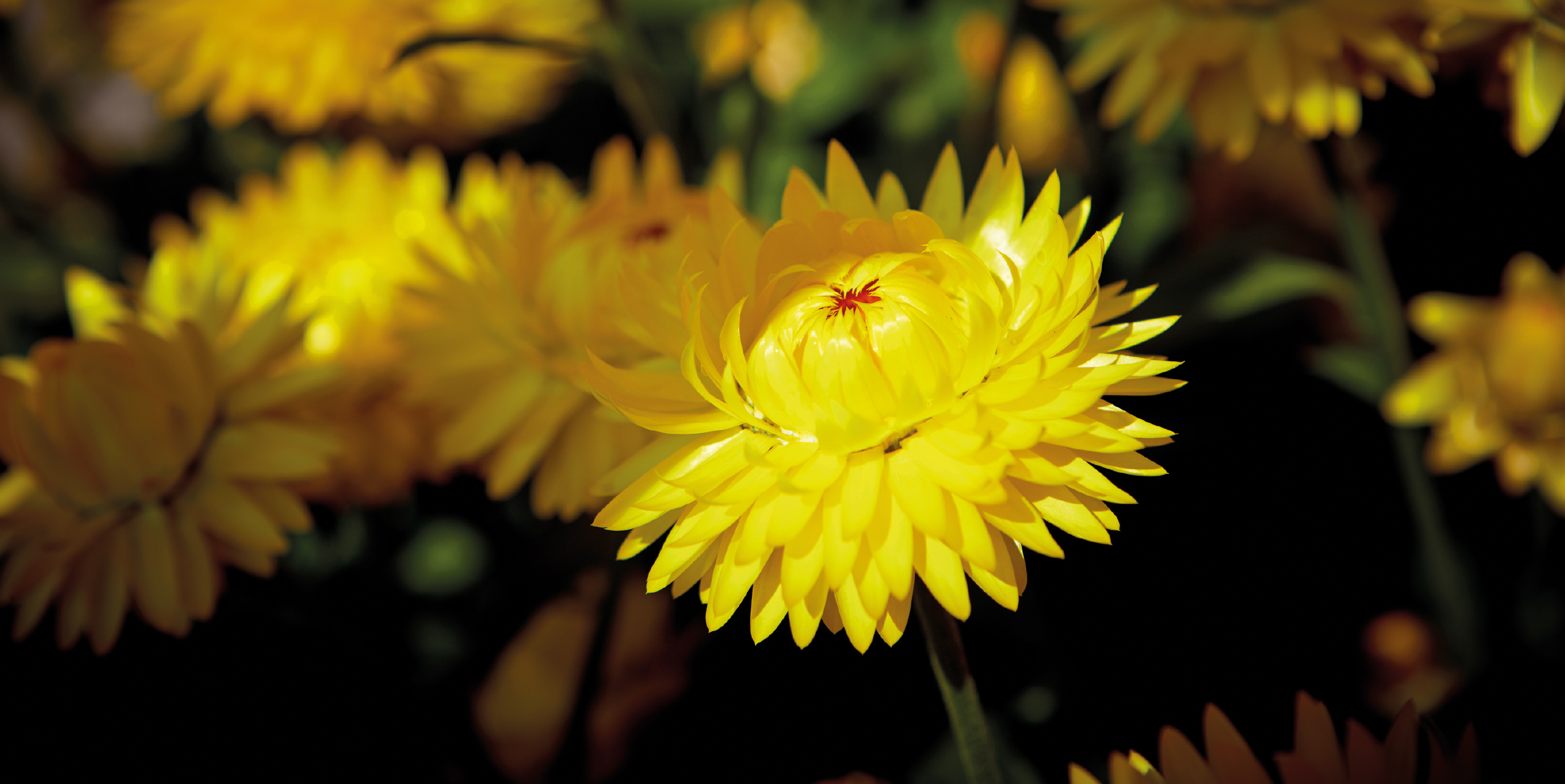 Supersized crispy Granvia. “Size matters”, The flower size of Granvia is much bigger than the regular Xerochrysum Bractheantha. This is what makes Granvia unique in its kind and the perfect centrepiece for your garden. The Granvia collection is an instant mood booster from the very first time you touch it. This collection comprises Xerochrysum Bracteantha with significant and long-lasting flowers and a unique crispy texture, reminiscent of thin and delicate paper. While multiple Bracteantha varieties are available in the market, the Granvia® variety stands out for its robustness, better branching, and earlier blooming. Additionally, it is easy to propagate and grow and delivers a strong garden performance.