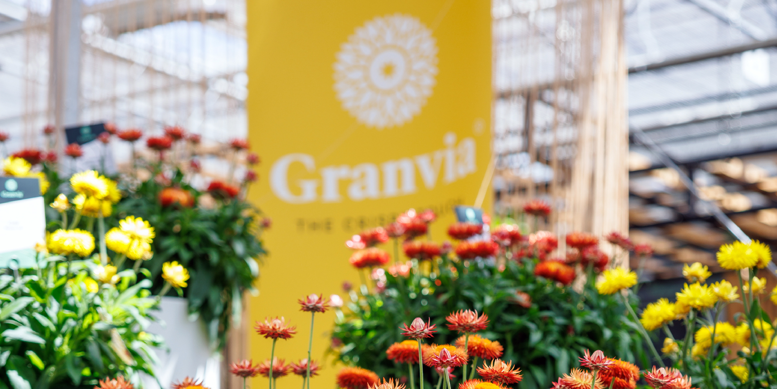 Granvia Xerochrysum bracteatum or strawflowers are called Granvia in the front with a banner with the logo behind.