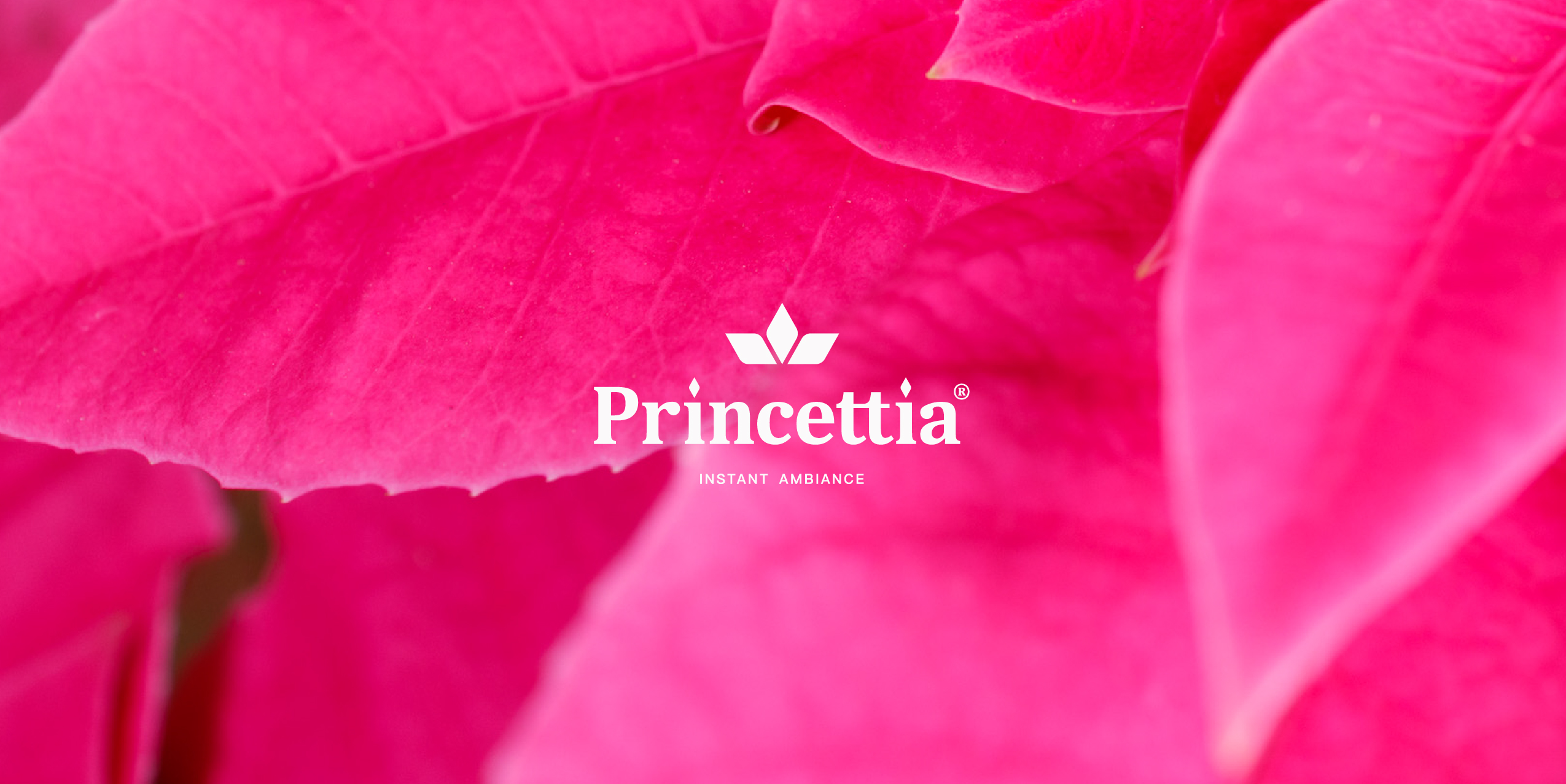 A new star is born. Princettia®, the compact Euphorbia pulcherrima range, is a premium gift that can be given all year round. It is available in gorgeous shades of pink and bright white, making it the perfect present for occasions like Valentine’s Day, Mother’s Day and Christmas. Princettia® plants are naturally compact with excellent branching and will produce many intensely coloured bracts and dark green leaves. Its resistance to lower temperatures makes the Princettia® assortment perfect for outdoor use in every garden and balcony. Join in the Princettia® experience!