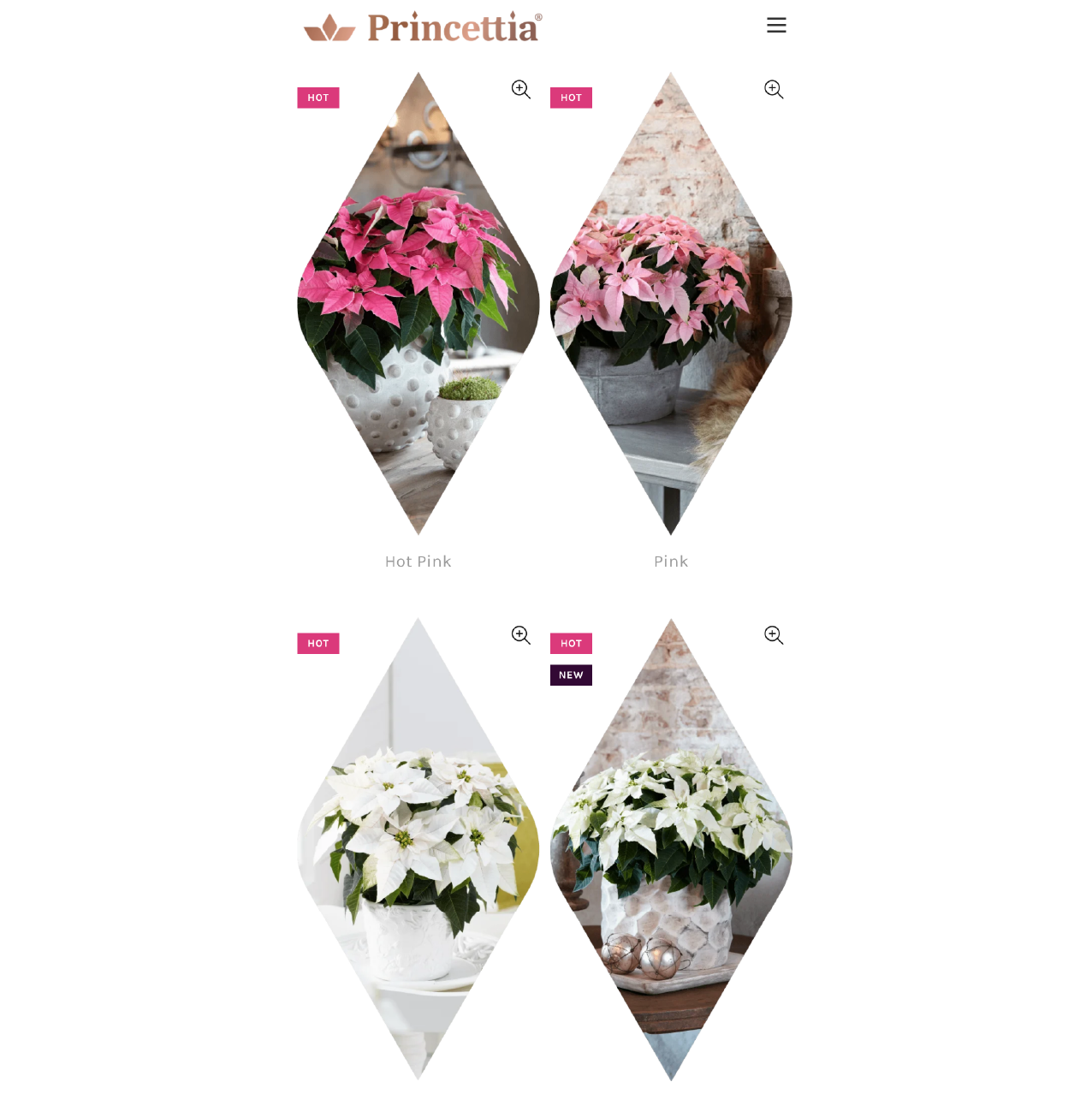 A new star is born. Princettia®, the compact Euphorbia pulcherrima range, is a premium gift that can be given all year round. It is available in gorgeous shades of pink and bright white, making it the perfect present for occasions like Valentine’s Day, Mother’s Day and Christmas. Princettia® plants are naturally compact with excellent branching and will produce many intensely coloured bracts and dark green leaves. Its resistance to lower temperatures makes the Princettia® assortment perfect for outdoor use in every garden and balcony. Join in the Princettia® experience!