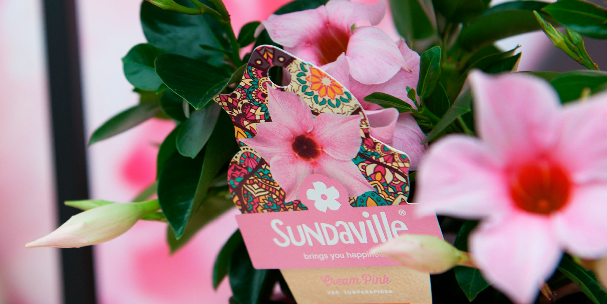 In 2003, MNP / Suntory and Suntory Flowers Ltd. introduced a truly revolutionary plant in the horticultural industry called Sundaville® Red, which was the first genuinely red Mandevilla. This plant boasts excellent branching and rich flowering, making it a perfect choice for outdoor use in tubs and baskets. Sundaville® is a low-maintenance and user-friendly plant that needs very little water but provides a massive flower show throughout the summer. As a result, it has become the number one choice for Mandevilla (Dipladenia) in the horticultural market.