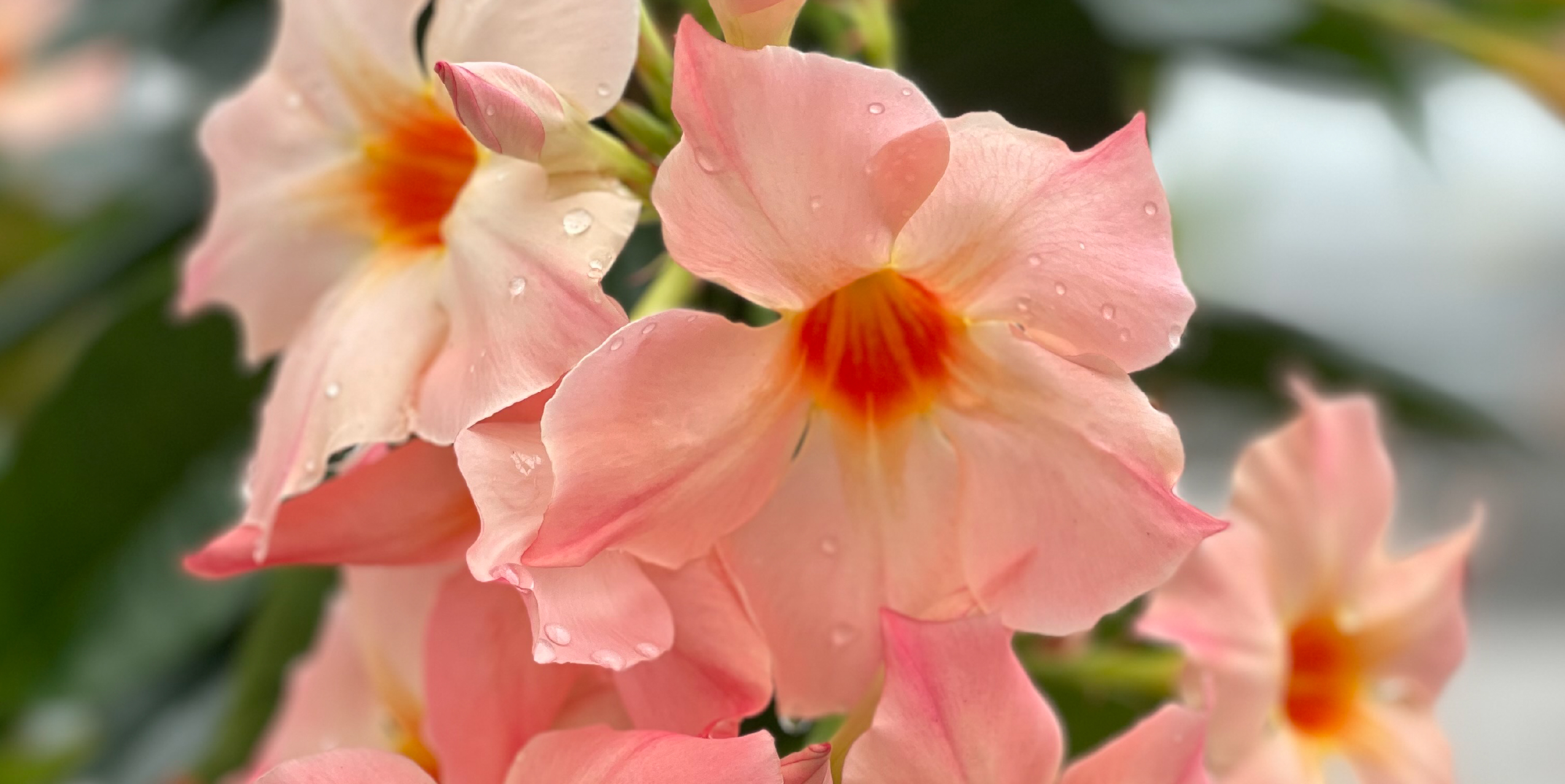 In 2003, MNP / Suntory and Suntory Flowers Ltd. introduced a truly revolutionary plant in the horticultural industry called Sundaville® Red, which was the first genuinely red Mandevilla. This plant boasts excellent branching and rich flowering, making it a perfect choice for outdoor use in tubs and baskets. Sundaville® is a low-maintenance and user-friendly plant that needs very little water but provides a massive flower show throughout the summer. As a result, it has become the number one choice for Mandevilla (Dipladenia) in the horticultural market.