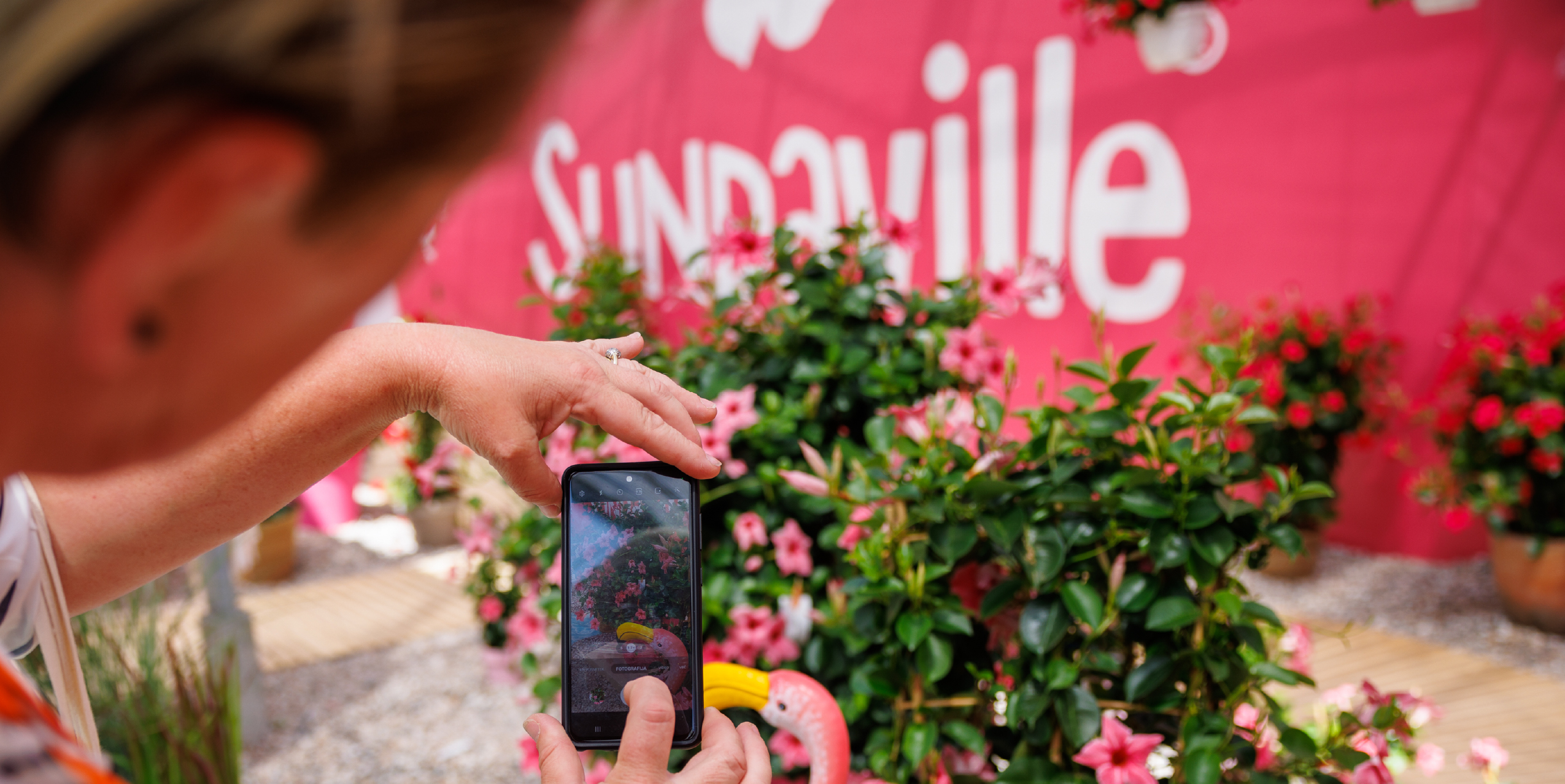 In 2003, MNP / Suntory and Suntory Flowers Ltd. introduced a truly revolutionary plant in the horticultural industry called Sundaville® Red, which was the first genuinely red Mandevilla. This plant boasts excellent branching and rich flowering, making it a perfect choice for outdoor use in tubs and baskets. Sundaville® is a low-maintenance and user-friendly plant that needs very little water but provides a massive flower show throughout the summer. As a result, it has become the number one choice for Mandevilla (Dipladenia) in the horticultural market.