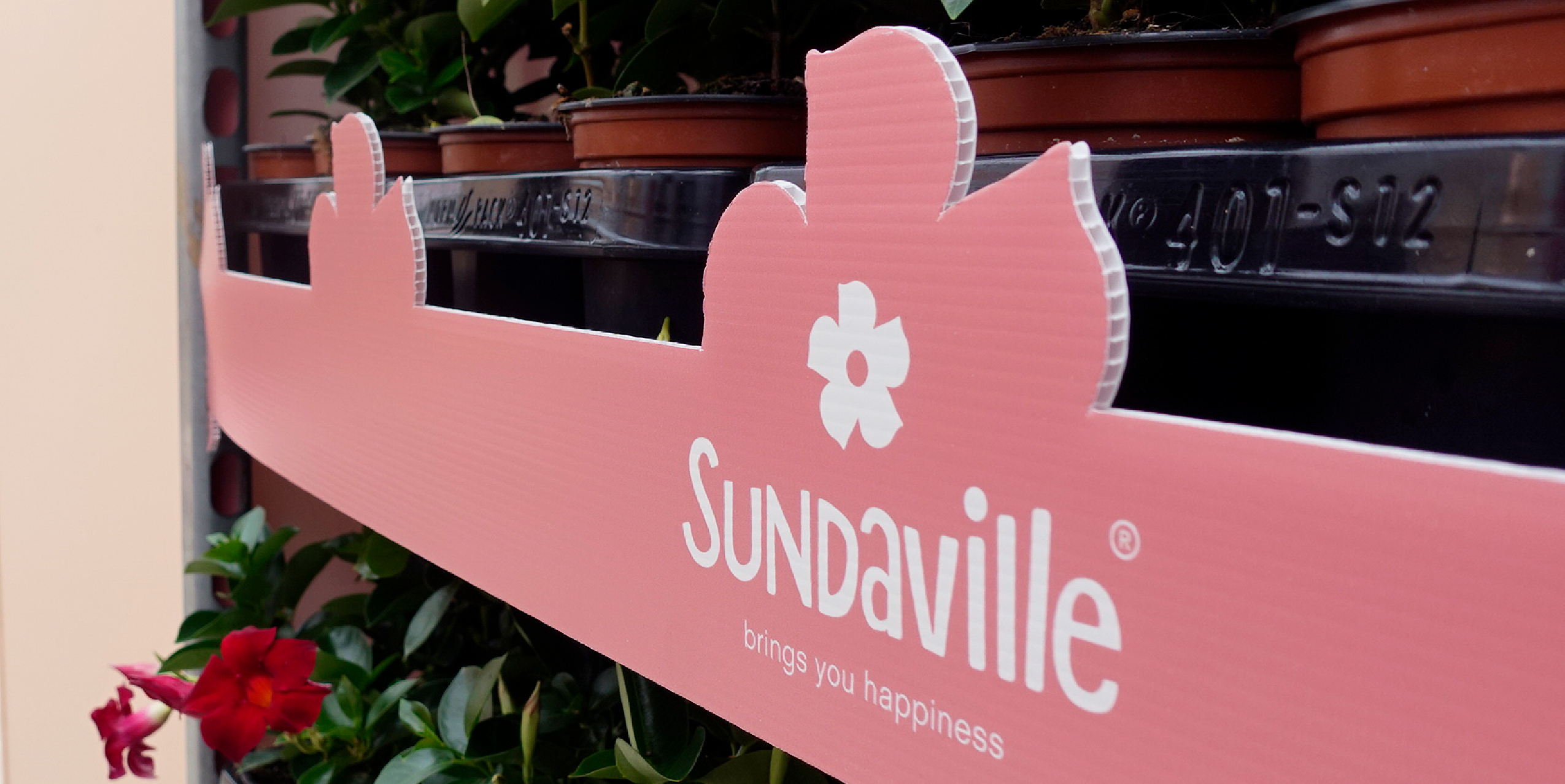 In 2003, MNP / Suntory and Suntory Flowers Ltd. introduced a truly revolutionary plant in the horticultural industry called Sundaville® Red, which was the first genuinely red Mandevilla. This plant boasts excellent branching and rich flowering, making it a perfect choice for outdoor use in tubs and baskets. Sundaville® is a low-maintenance and user-friendly plant that needs very little water but provides a massive flower show throughout the summer. As a result, it has become the number one choice for Mandevilla (Dipladenia) in the horticultural market.