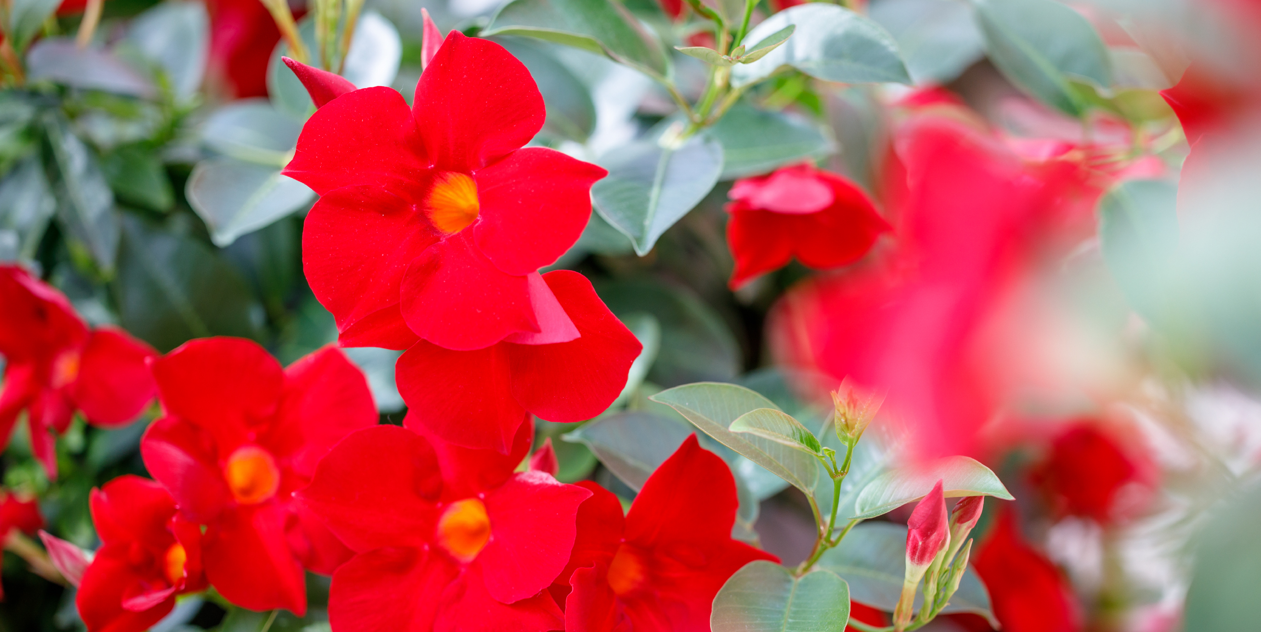 In 2003, MNP / Suntory and Suntory Flowers Ltd. introduced a truly revolutionary plant in the horticultural industry called Sundaville® Red, which was the first genuinely red Mandevilla. This plant boasts excellent branching and rich flowering, making it a perfect choice for outdoor use in tubs and baskets. Sundaville® is a low-maintenance and user-friendly plant that needs very little water but provides a massive flower show throughout the summer. As a result, it has become the number one choice for Mandevilla (Dipladenia) in the horticultural market.