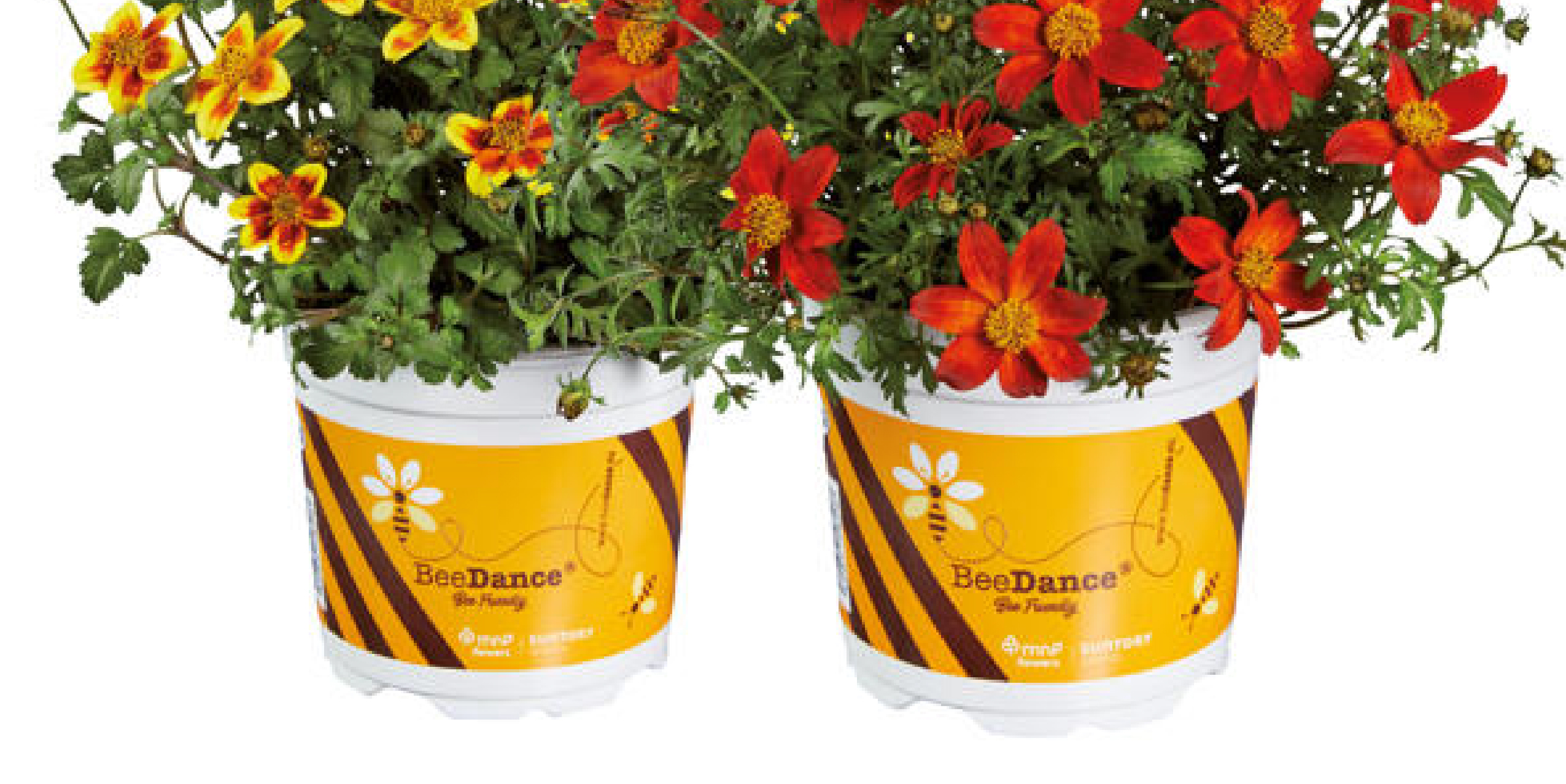 The bee-inspired Beedance® brand. The original Beedance® range consists of compact bee & bee-butterfly-attracting Bidens with striking red and yellow colours. These strong and healthy plants are suitable for almost every climate and can be used as a patio plant, in balcony boxes, hanging baskets and as a bedding plant. There are two Beedance® varieties: Beedance® Painted Red and Beedance® Painted Yellow. Both are irresistible to bees and butterflies, creating biodiversity wherever they are planted. Because of its compact shape, Beedance® is easy to grow and, therefore, perfect for modern cultivation. Its vigorous spreading and trailing habit makes it suitable for many situations, including borders and hanging baskets.