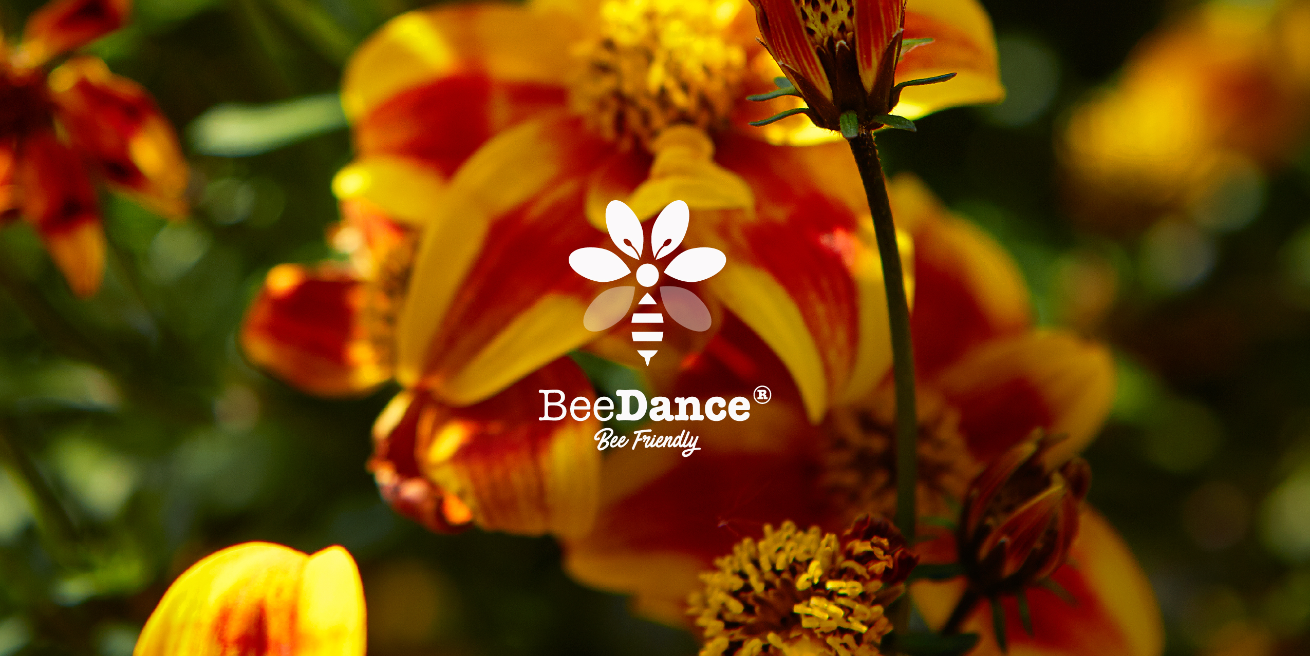 The bee-inspired Beedance® brand. The original Beedance® range consists of compact bee & bee-butterfly-attracting Bidens with striking red and yellow colours. These strong and healthy plants are suitable for almost every climate and can be used as a patio plant, in balcony boxes, hanging baskets and as a bedding plant. There are two Beedance® varieties: Beedance® Painted Red and Beedance® Painted Yellow. Both are irresistible to bees and butterflies, creating biodiversity wherever they are planted. Because of its compact shape, Beedance® is easy to grow and, therefore, perfect for modern cultivation. Its vigorous spreading and trailing habit makes it suitable for many situations, including borders and hanging baskets.