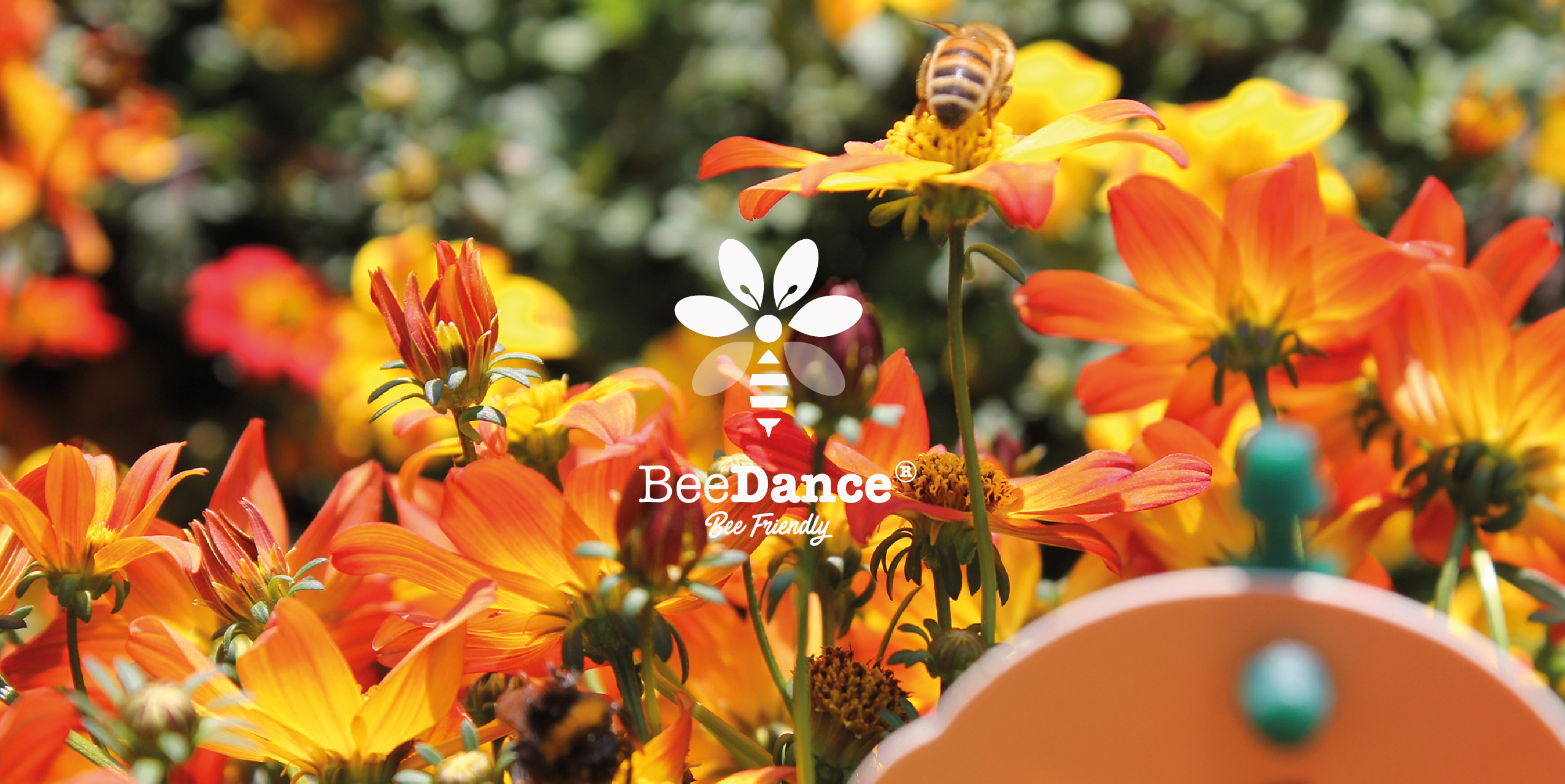 The bee-inspired Beedance® brand. The original Beedance® range consists of compact bee & bee-butterfly-attracting Bidens with striking red and yellow colours. These strong and healthy plants are suitable for almost every climate and can be used as a patio plant, in balcony boxes, hanging baskets and as a bedding plant. There are two Beedance® varieties: Beedance® Painted Red and Beedance® Painted Yellow. Both are irresistible to bees and butterflies, creating biodiversity wherever they are planted. Because of its compact shape, Beedance® is easy to grow and, therefore, perfect for modern cultivation. Its vigorous spreading and trailing habit makes it suitable for many situations, including borders and hanging baskets.