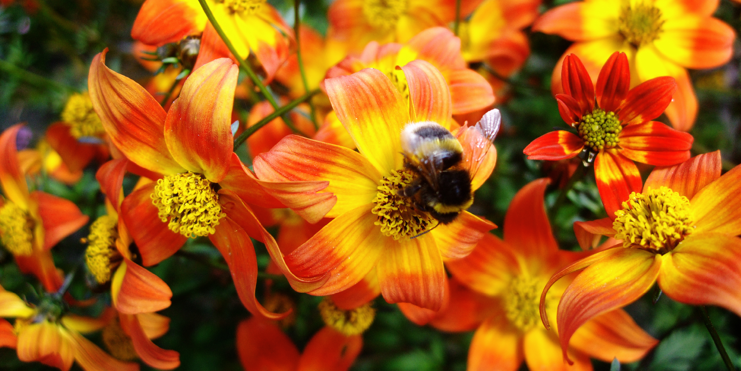 The bee-inspired Beedance® brand. The original Beedance® range consists of compact bee & bee-butterfly-attracting Bidens with striking red and yellow colours. These strong and healthy plants are suitable for almost every climate and can be used as a patio plant, in balcony boxes, hanging baskets and as a bedding plant. There are two Beedance® varieties: Beedance® Painted Red and Beedance® Painted Yellow. Both are irresistible to bees and butterflies, creating biodiversity wherever they are planted. Because of its compact shape, Beedance® is easy to grow and, therefore, perfect for modern cultivation. Its vigorous spreading and trailing habit makes it suitable for many situations, including borders and hanging baskets.