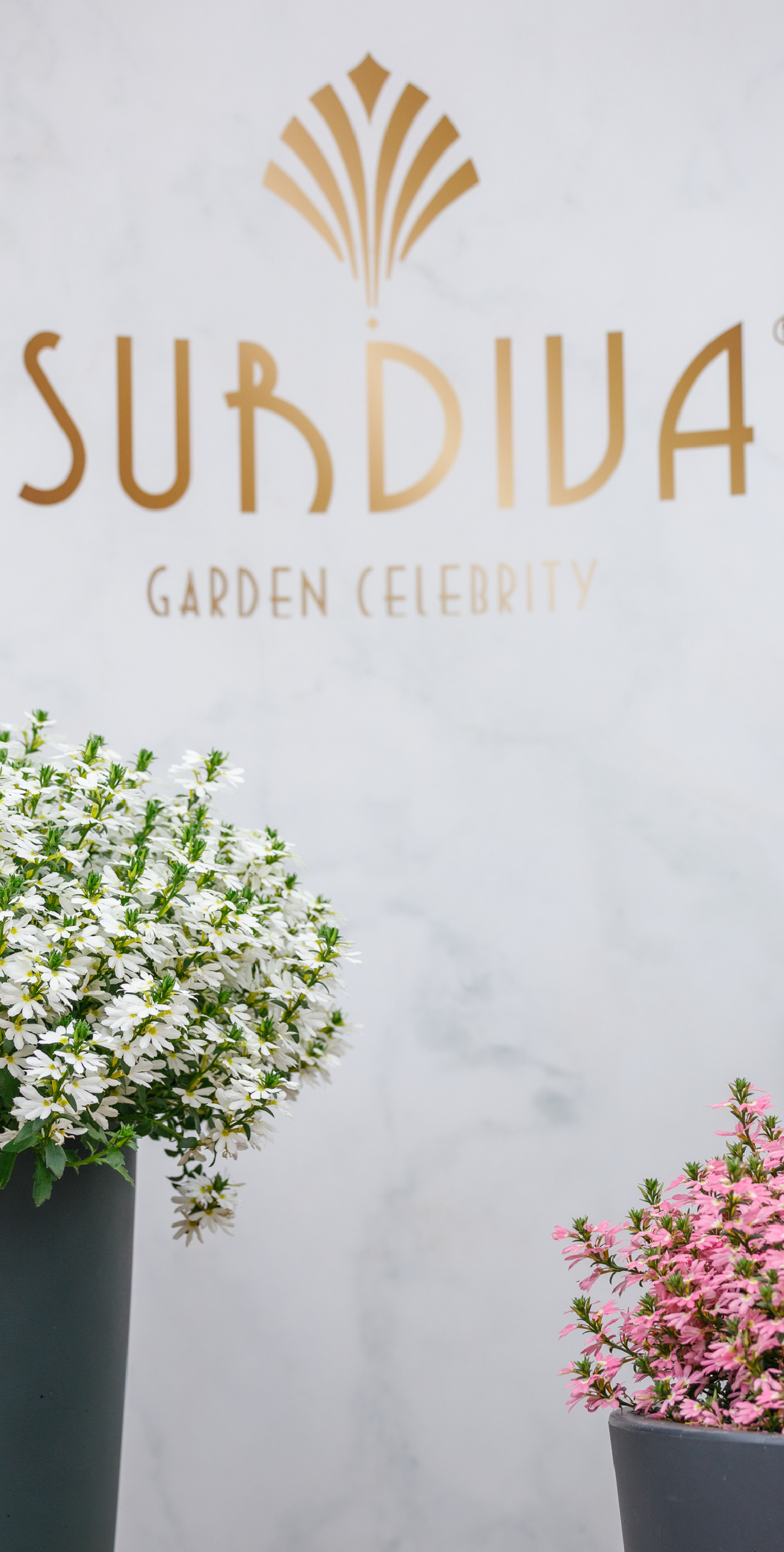 SURDIVA